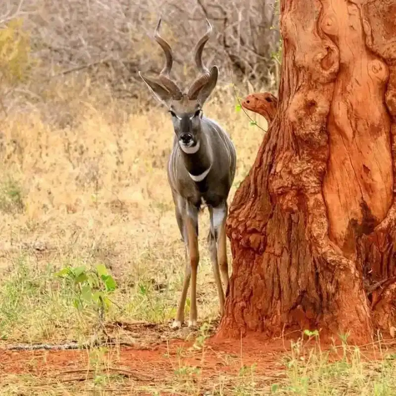 African Kudu