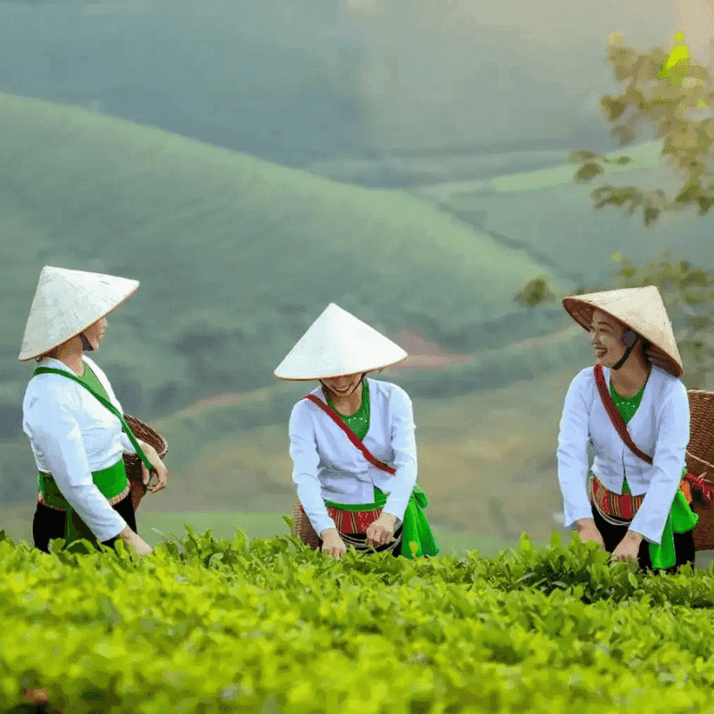 Long Coc Tea Hill