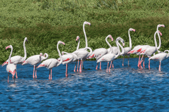 Image for Flamingo Hide