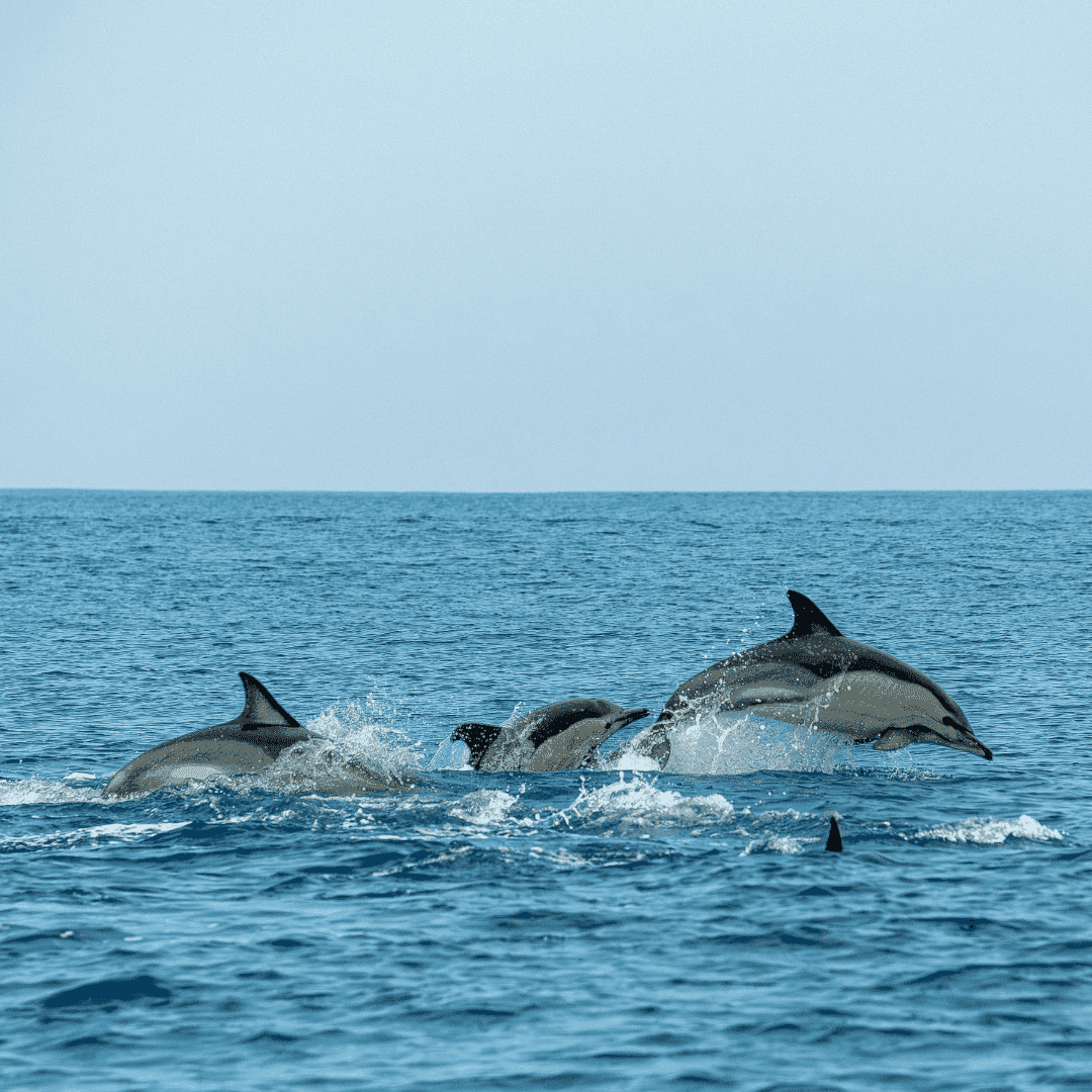 Dolphin Watching