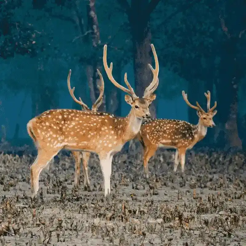 Spotted Deer