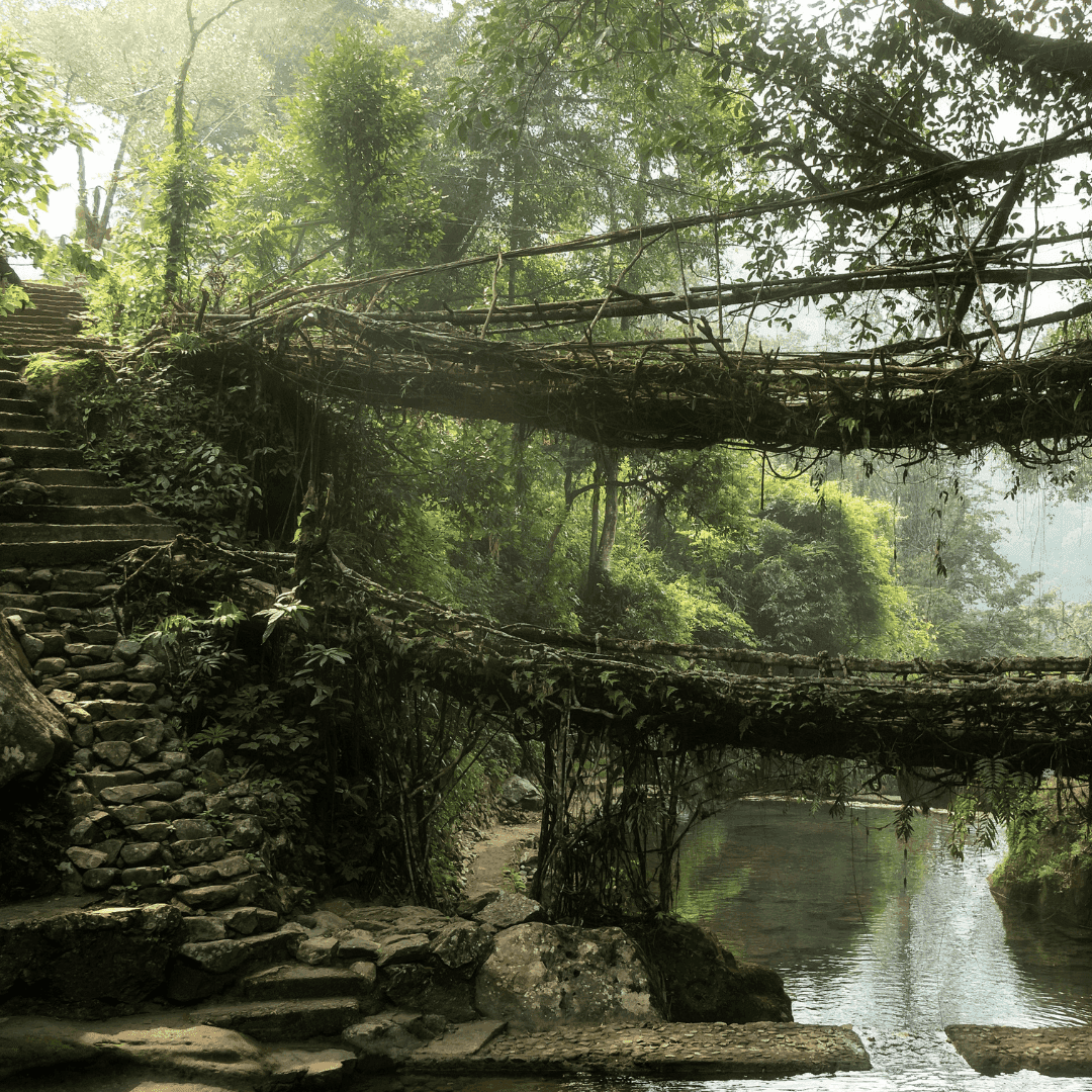 Root Bridge
