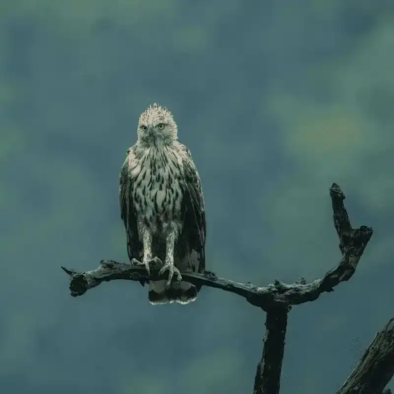 Brown And White Owl At Bandhavgarh National Park