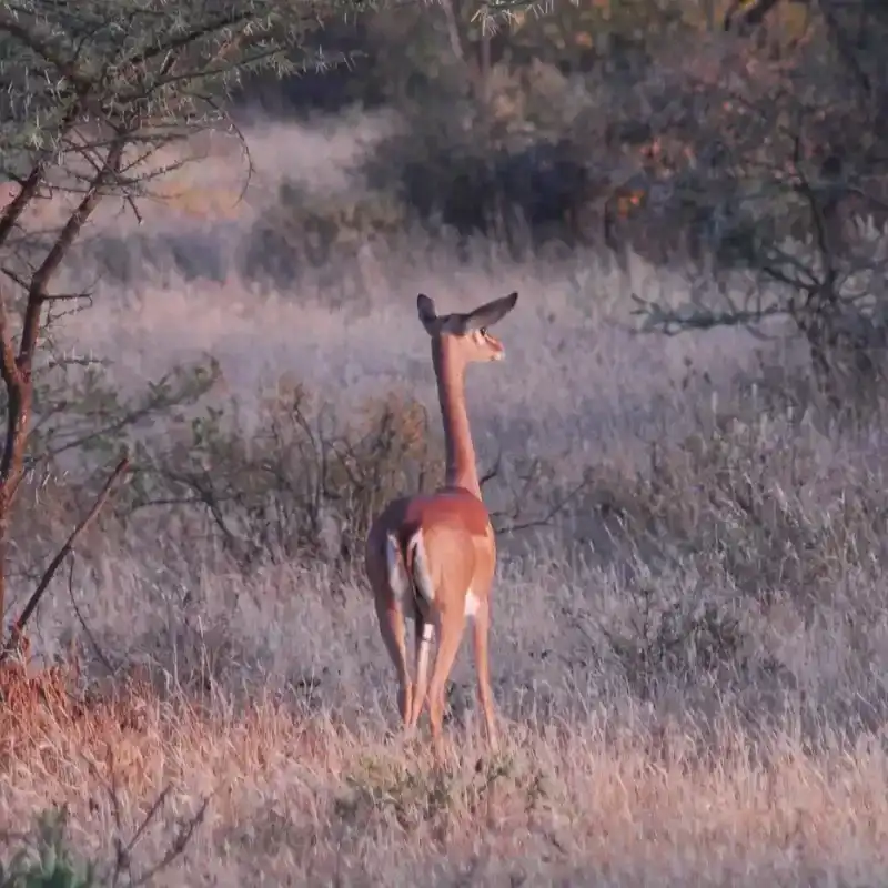 Gerenuk