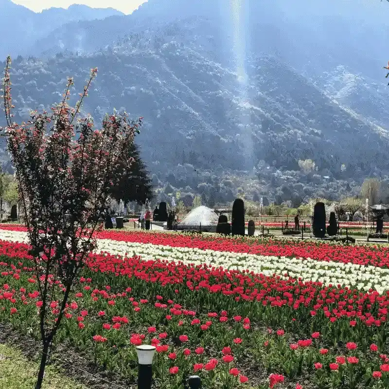Indira Gandhi Memorial Tulip Garden