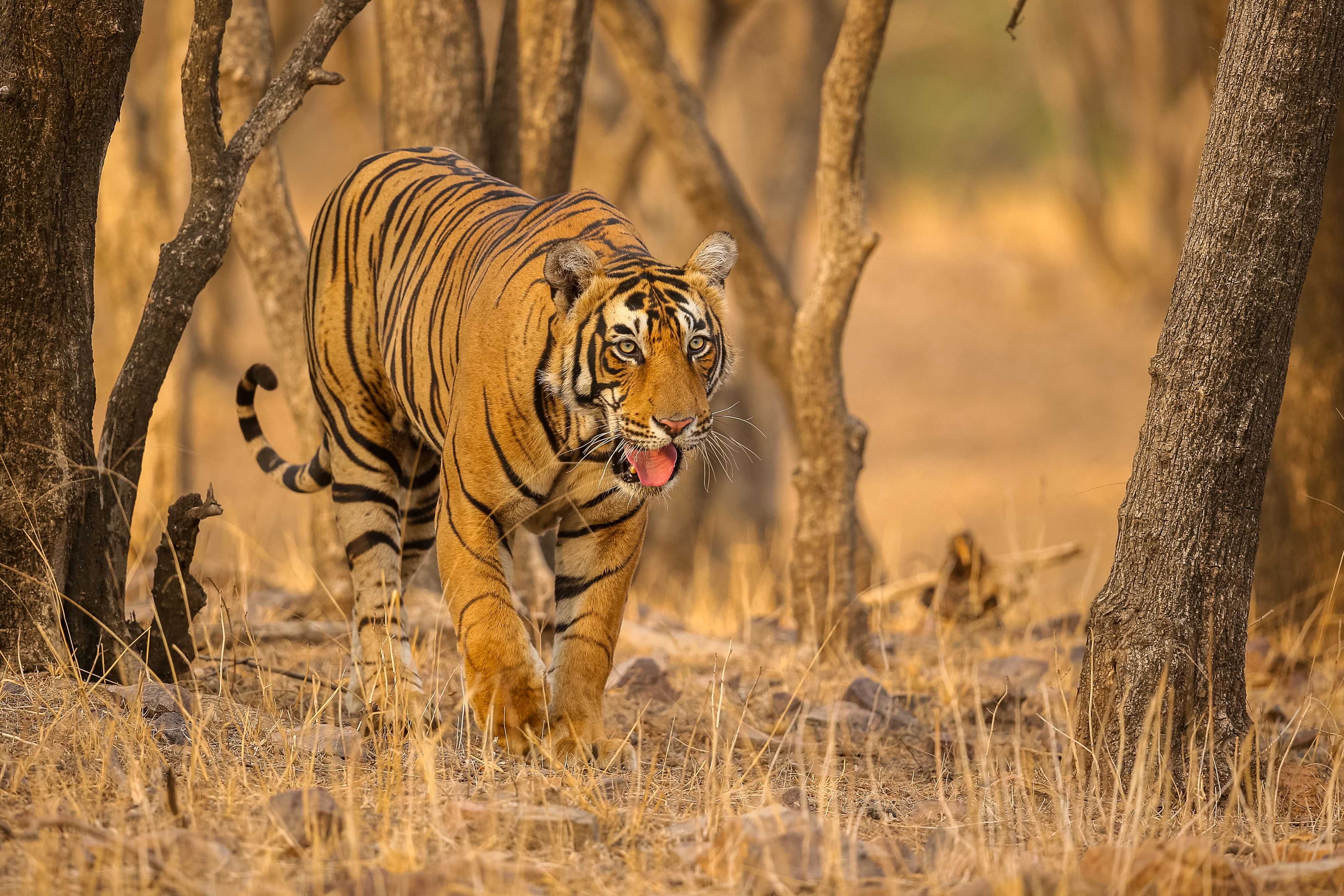 Royal Bengal Tiger in Indian forest