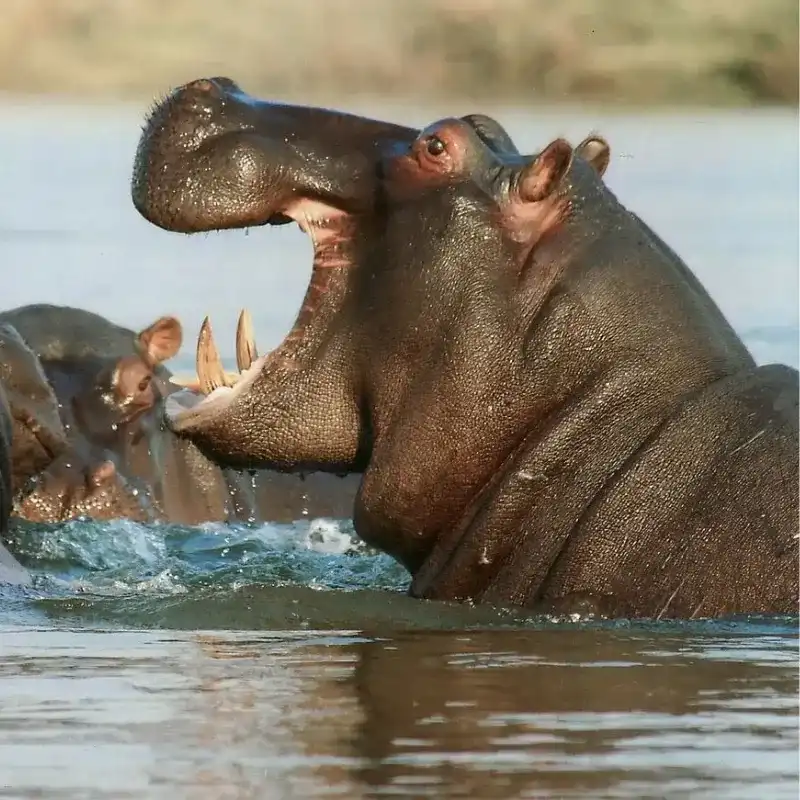 Hippopotamus