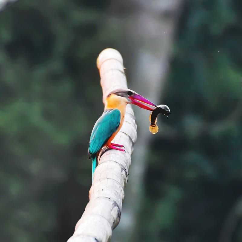 Stork Billed Kingfisher