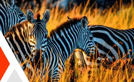 Featured Image for Kenya : Discover The Wildest Part of Africa