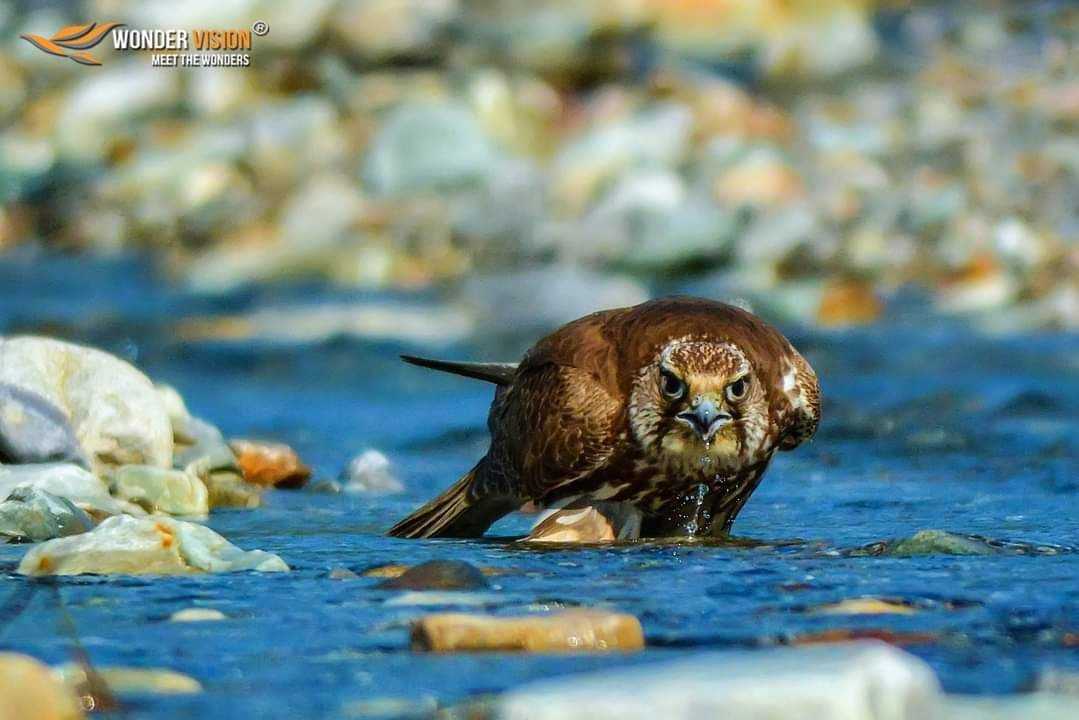 Saker Falcon