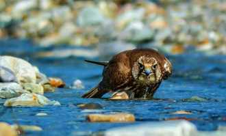 Banner image of Saker Falcon Sighting