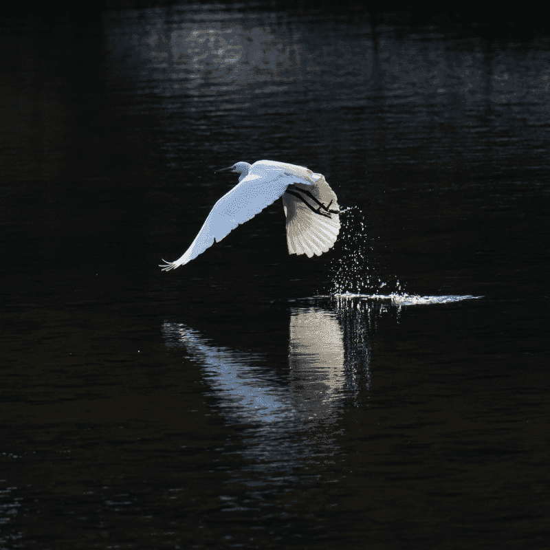 Common Heron At Periyar River