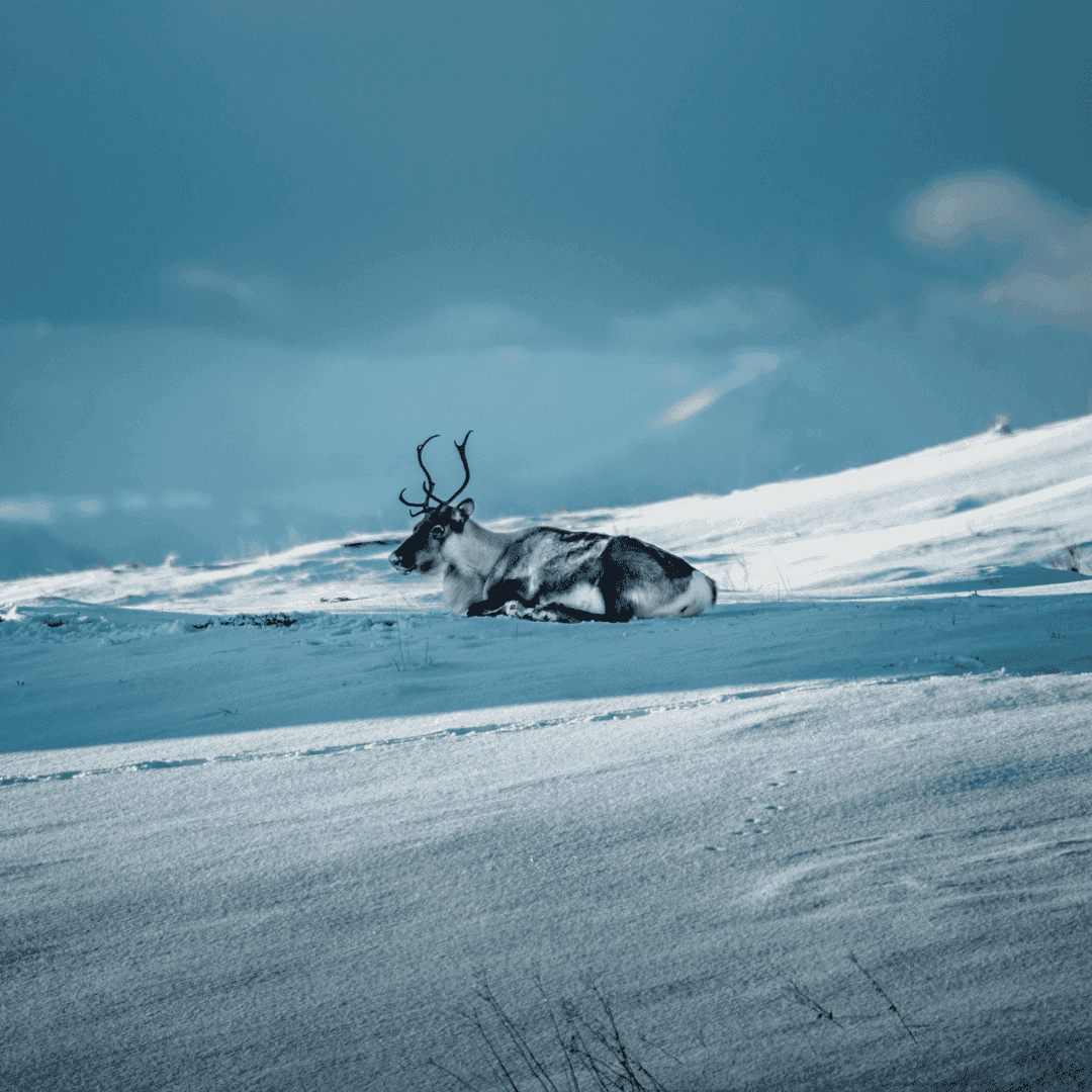 Arctic Tundra
