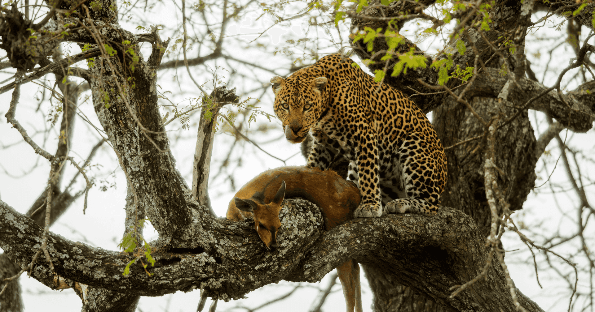 Leopard in a tree with its prey