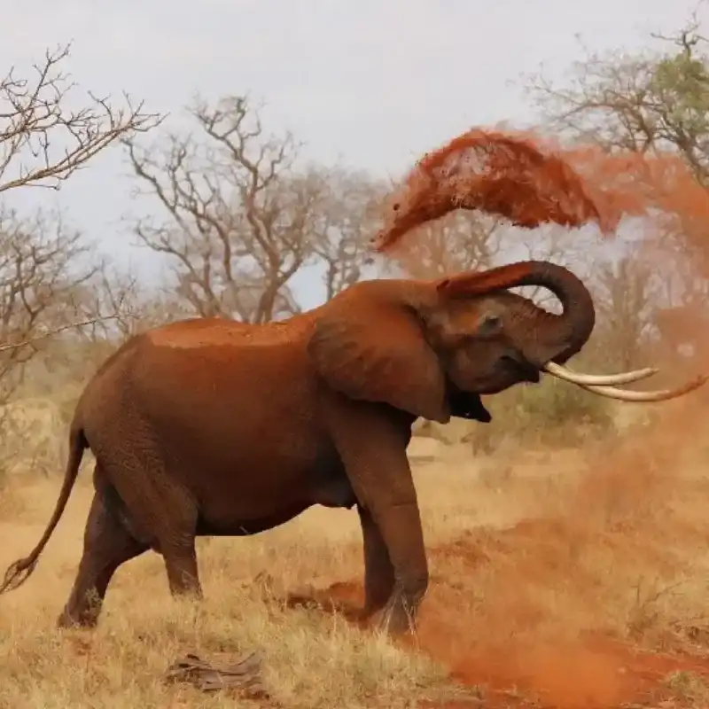 African Elephant