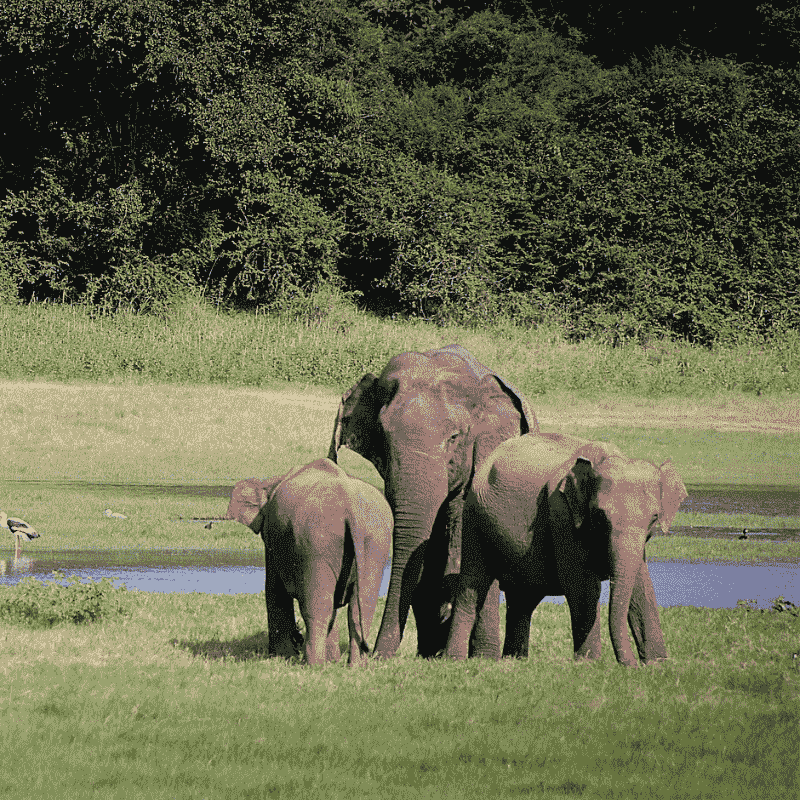 Elephant At Periyar Tiger Reserve