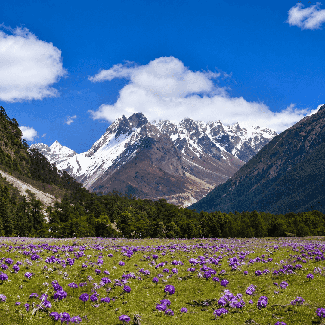 Yumthang Valley
