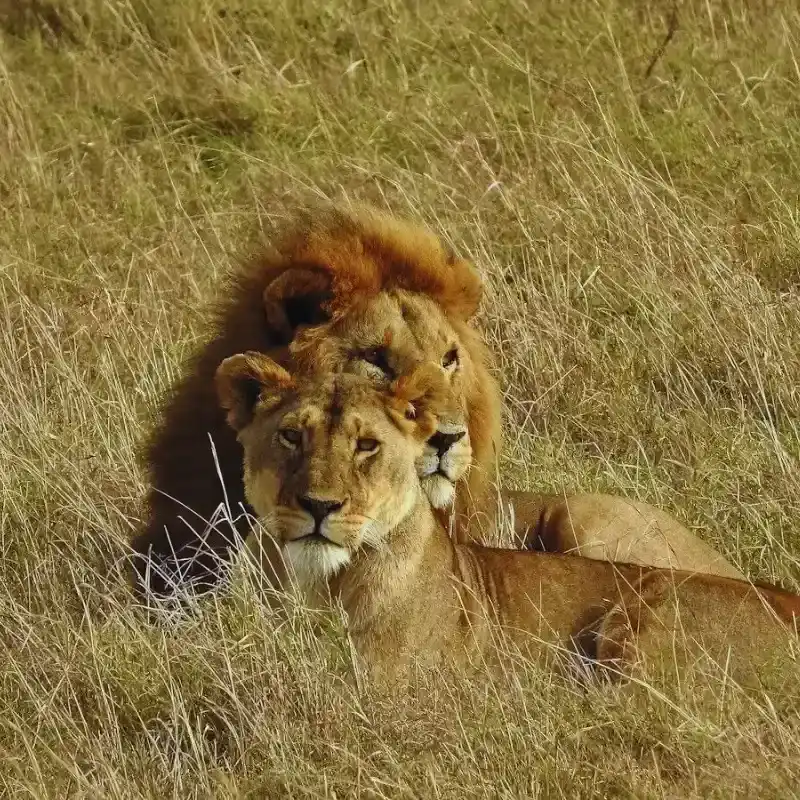 African Lion