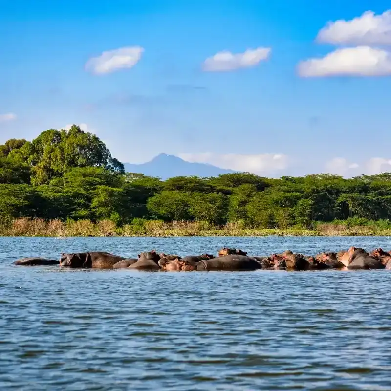 African Hippopotamus