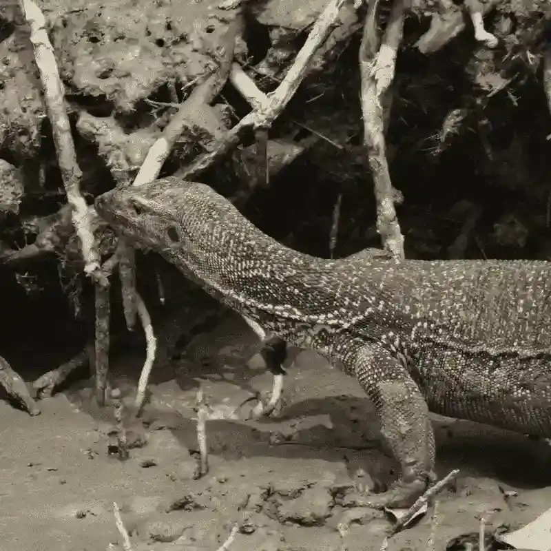 Water Monitor Lizard