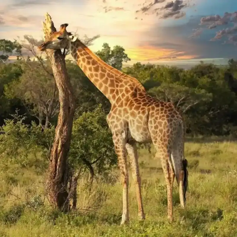 African Giraffe