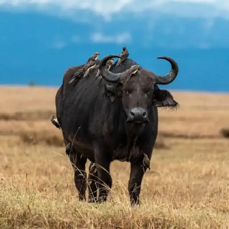African Cape Buffalo