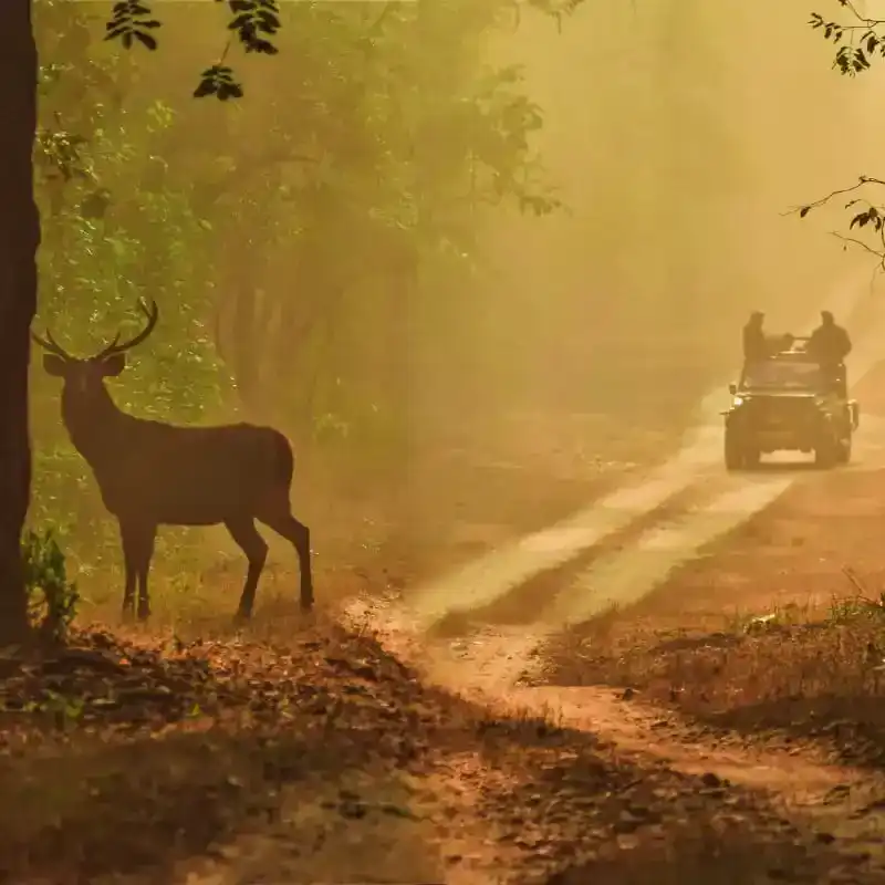 Barasingha at Kanha National Park