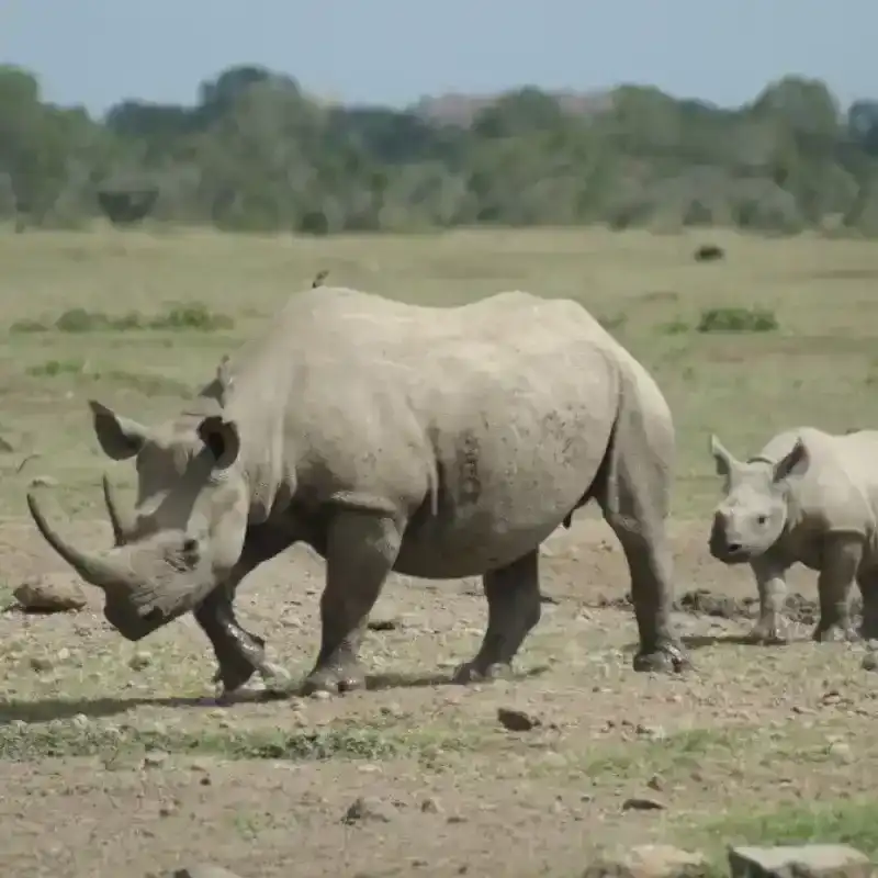 Rhinoceros