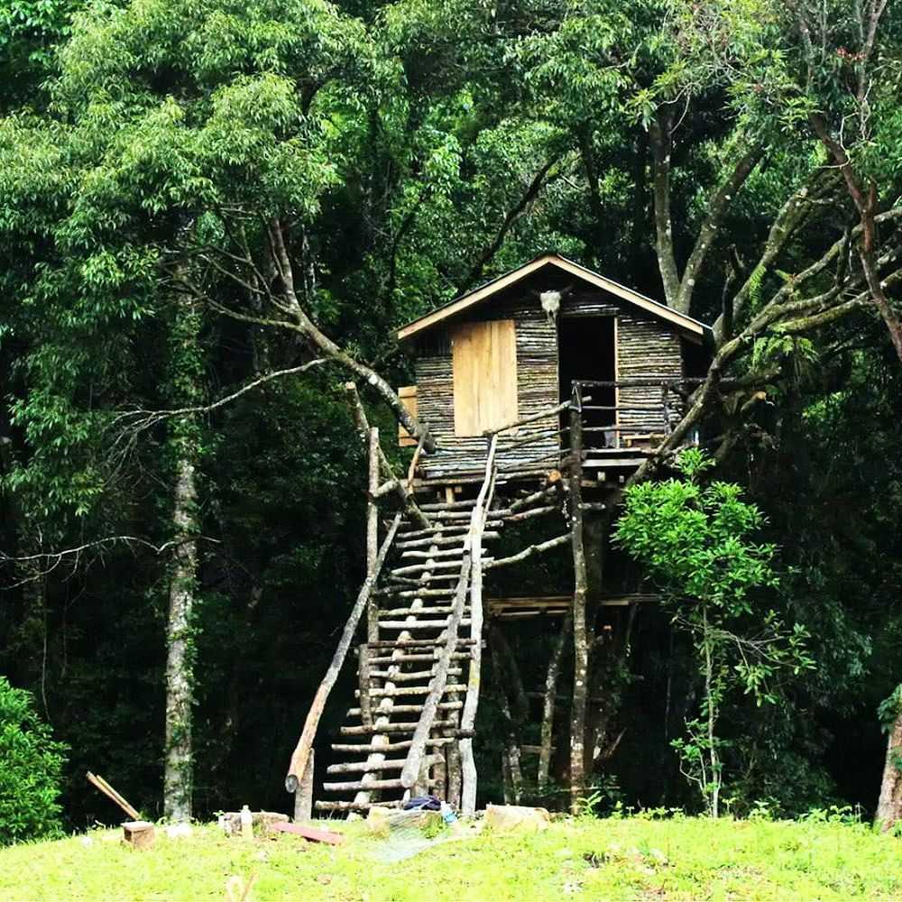 Amazing Tree House