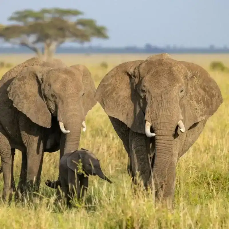 African Elephant