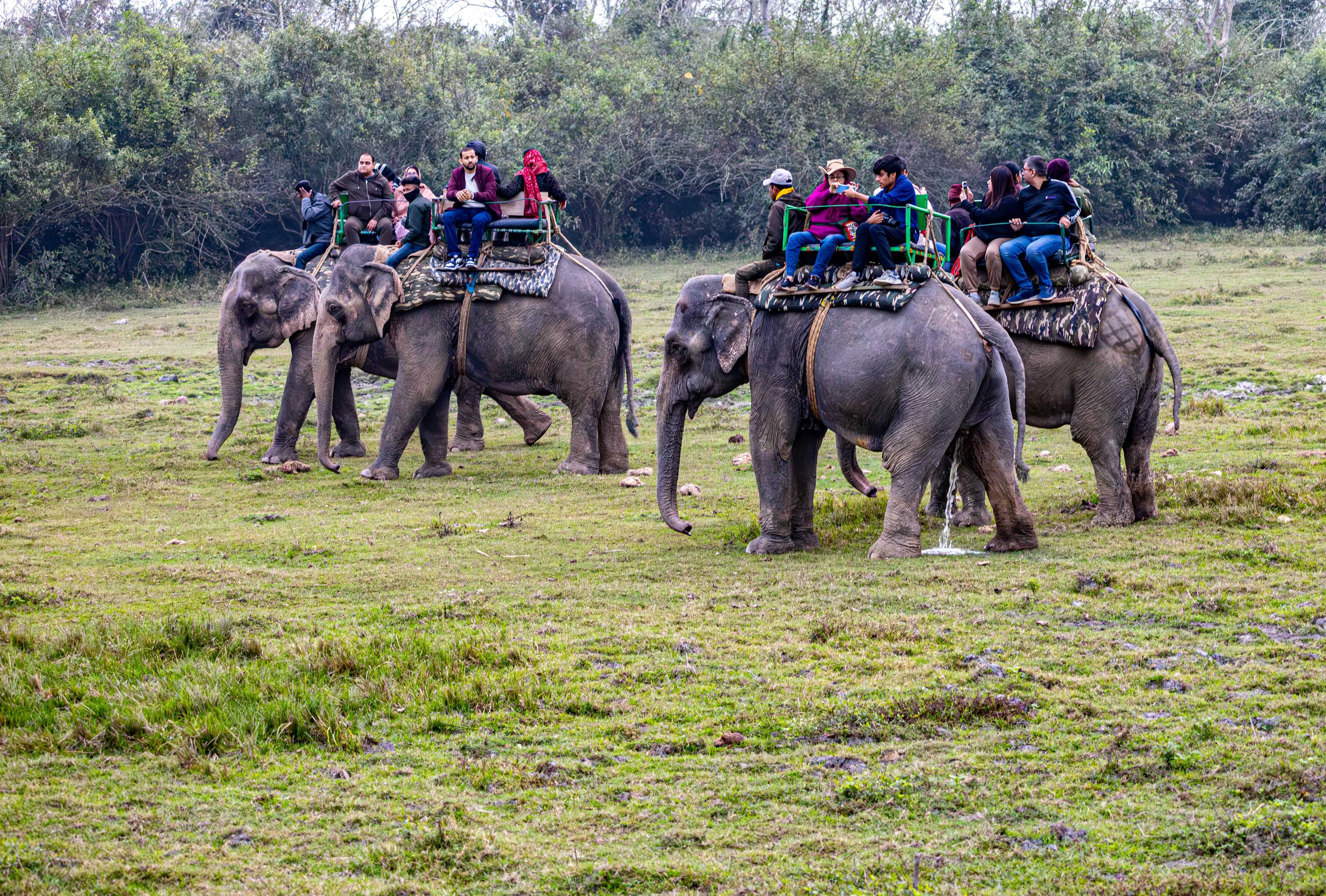 Elephant Safari at Chitwan National Park