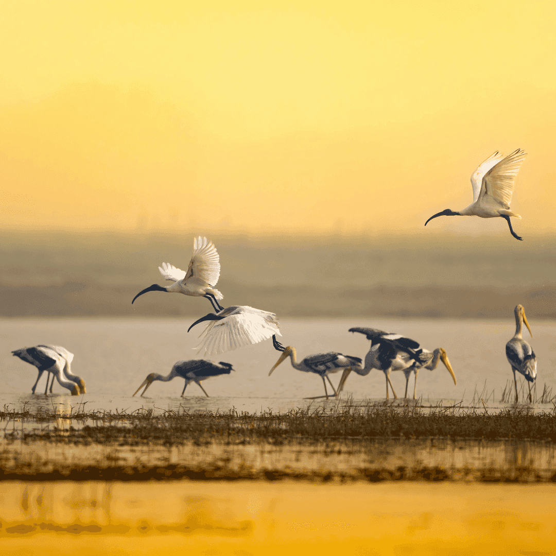 Rashikbill Bird Sanctuary