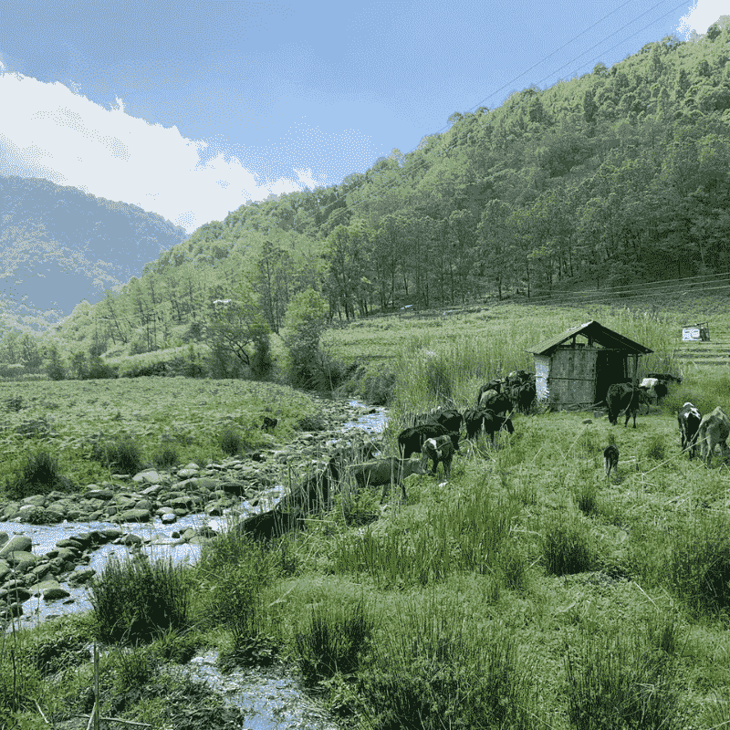 Khonoma - Asia's First Green Village