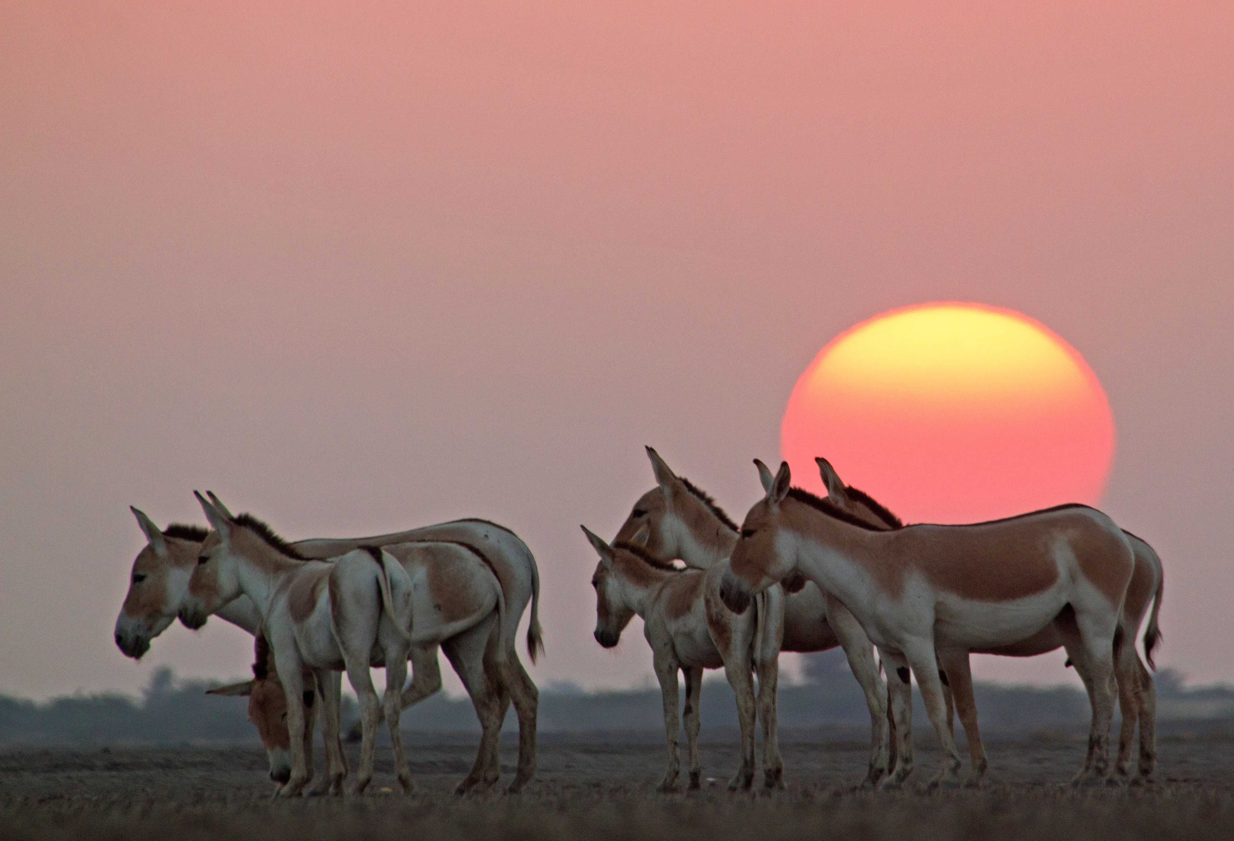 Indian Wild Ass at Rann of Kutch in Gujarat