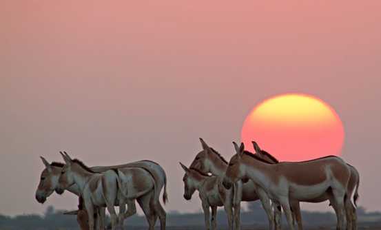 Banner image of Wild Spirits & Pink Horizons: Wildlife Wonders of the Rann of Kutch