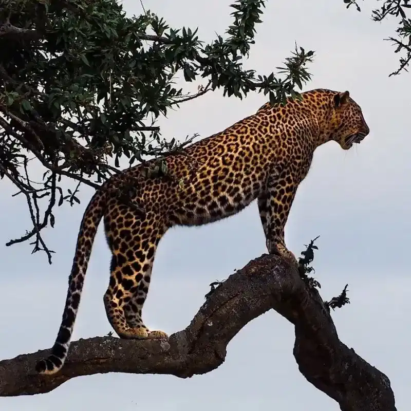 African Leopard