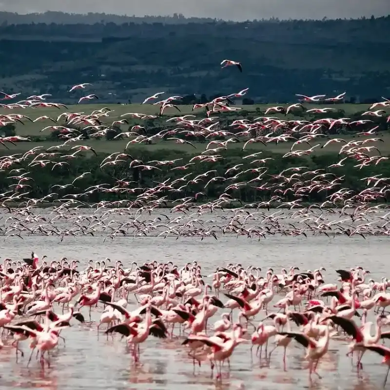 Pink Flamingo