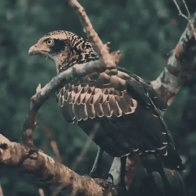 Eagle