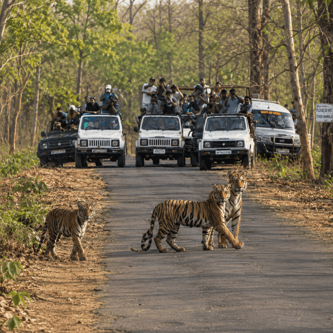 Mudumalai Tiger Reserve