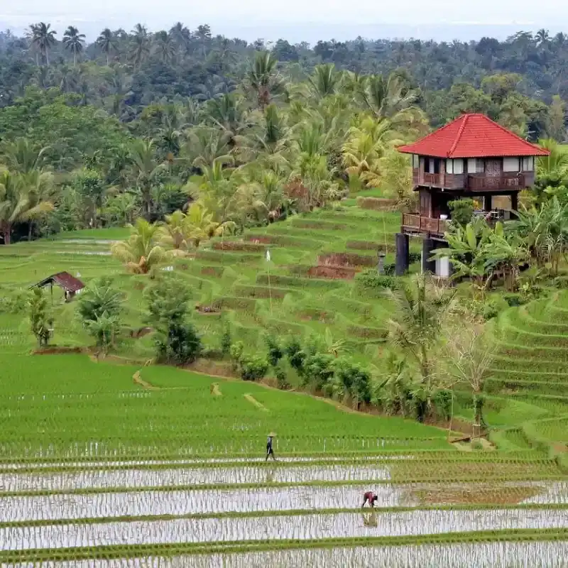 Village Trail, Ubud
