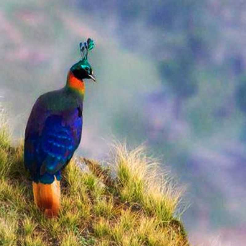 Himalayan Monal