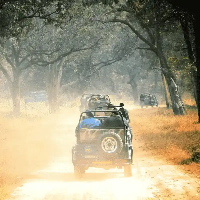 Jungle Safari At Bandhavgarh National Park