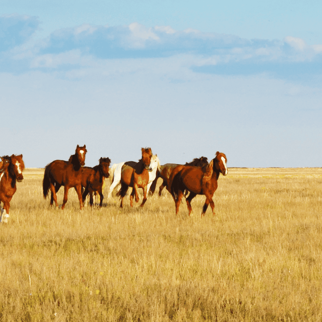 Kazakh Horse