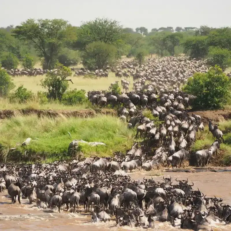 Wild Beast Migration