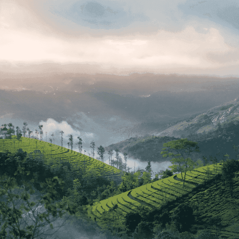 Tea Valley At Munnar