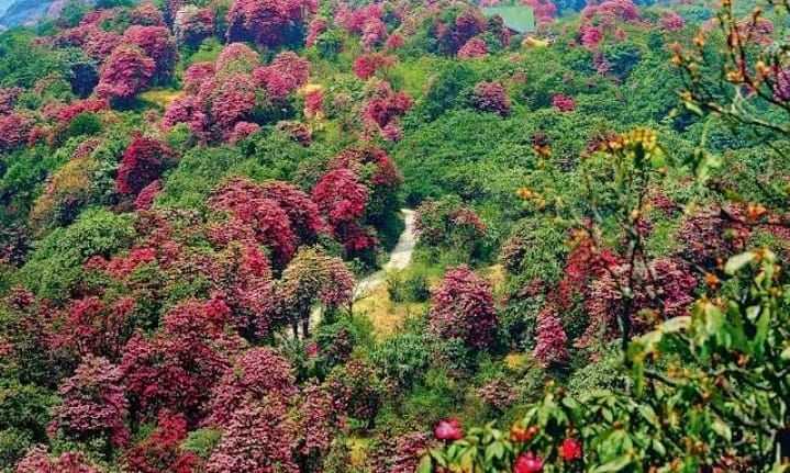 Rhododendron Forest