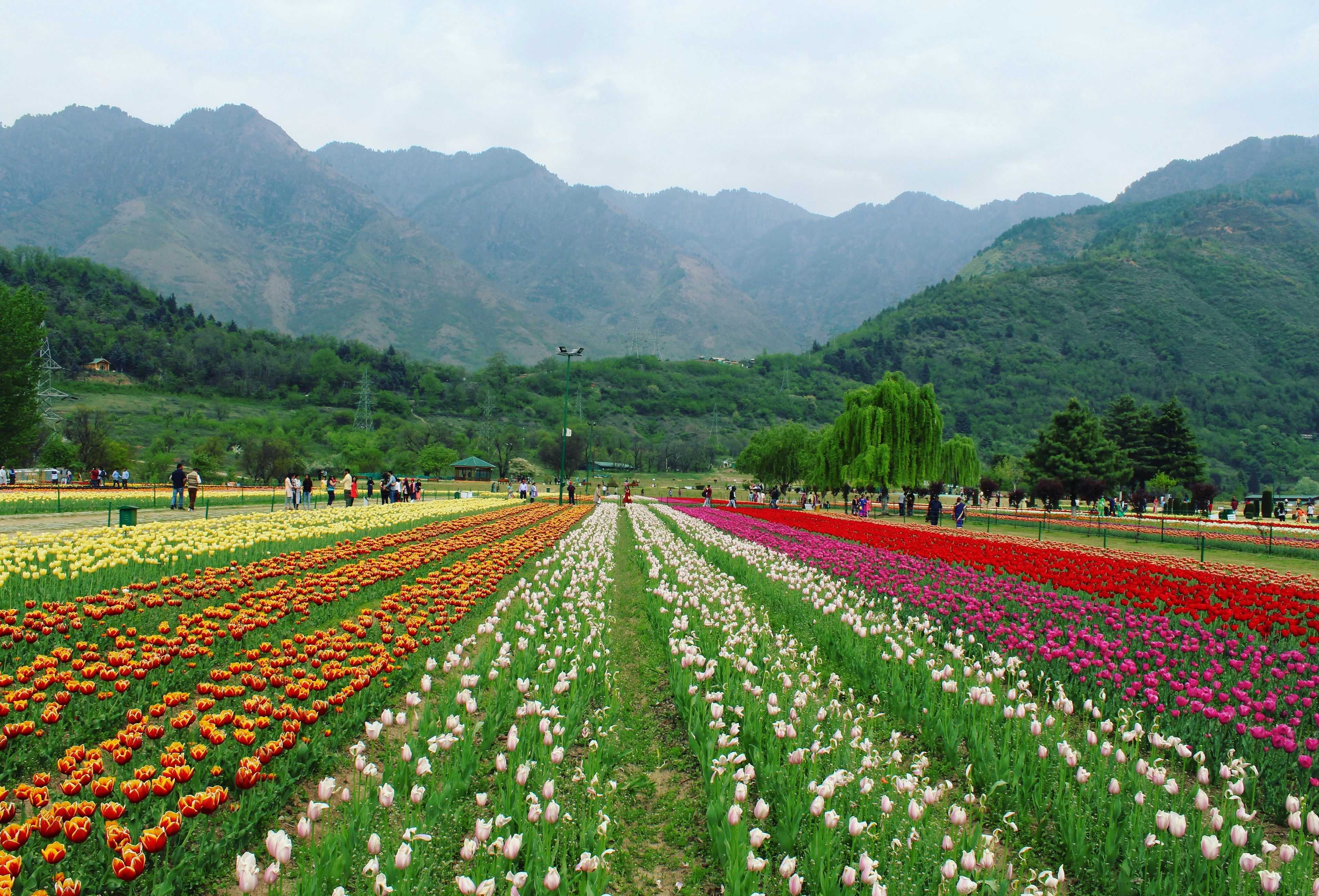 Tulip Garden at Srinagar