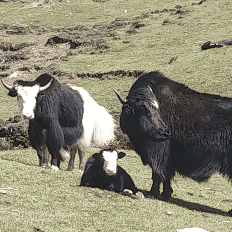 Wild Yak
