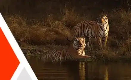 Featured Image for Madhya Pradesh : Explore The Tiger Trail