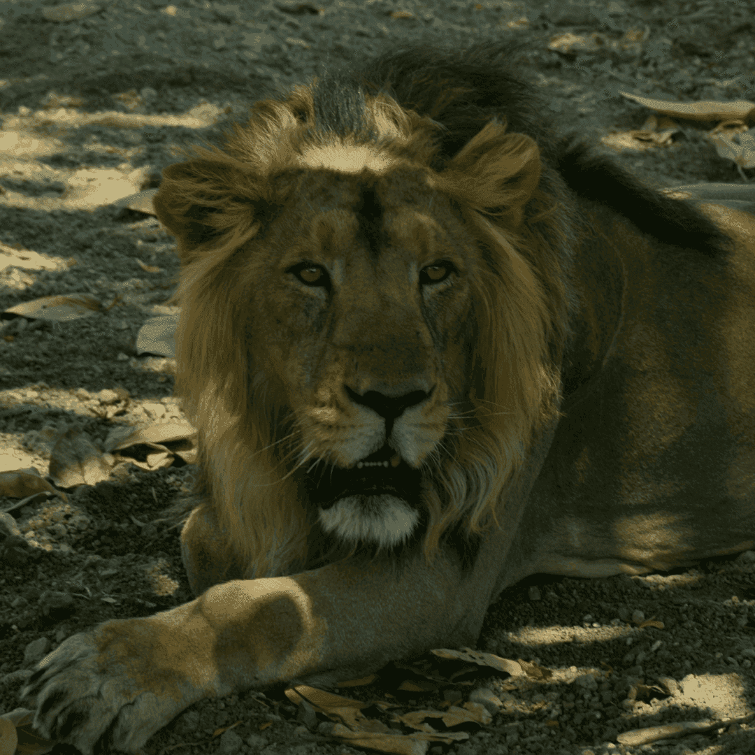 Gir National Park